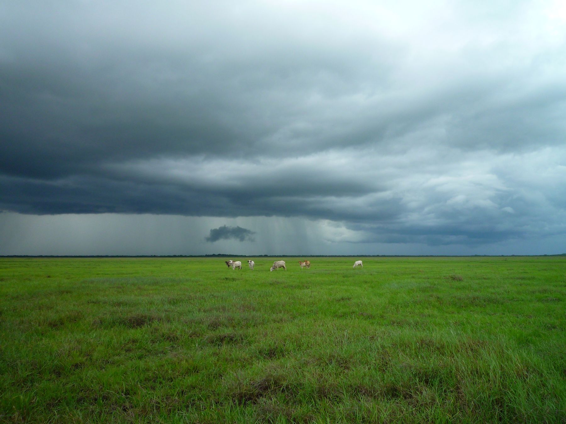 Los Llanos venezolanos, Elorza